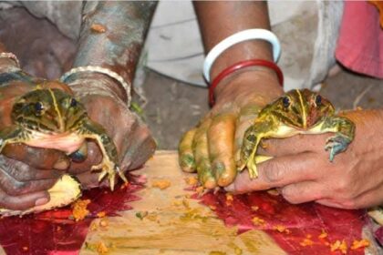 আসামত এই ব্যাঙের বিয়াক কয় "ভেকুলি বিয়া"।