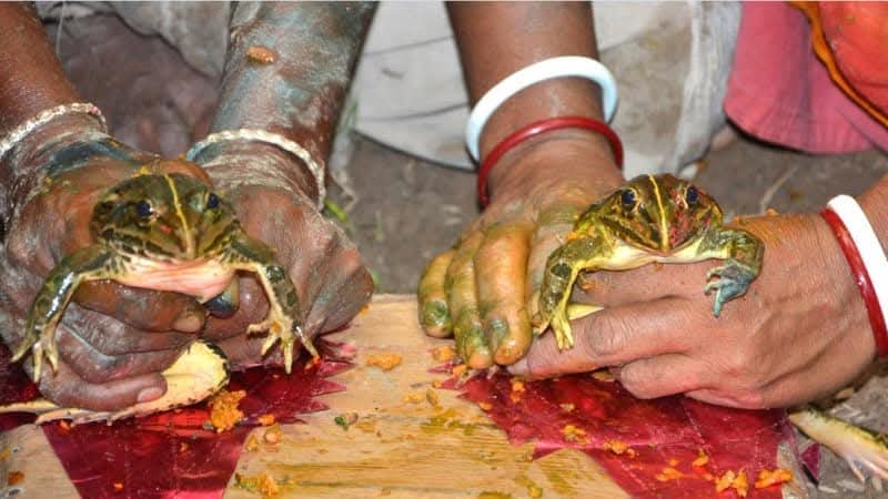 আসামত এই ব্যাঙের বিয়াক কয় "ভেকুলি বিয়া"।